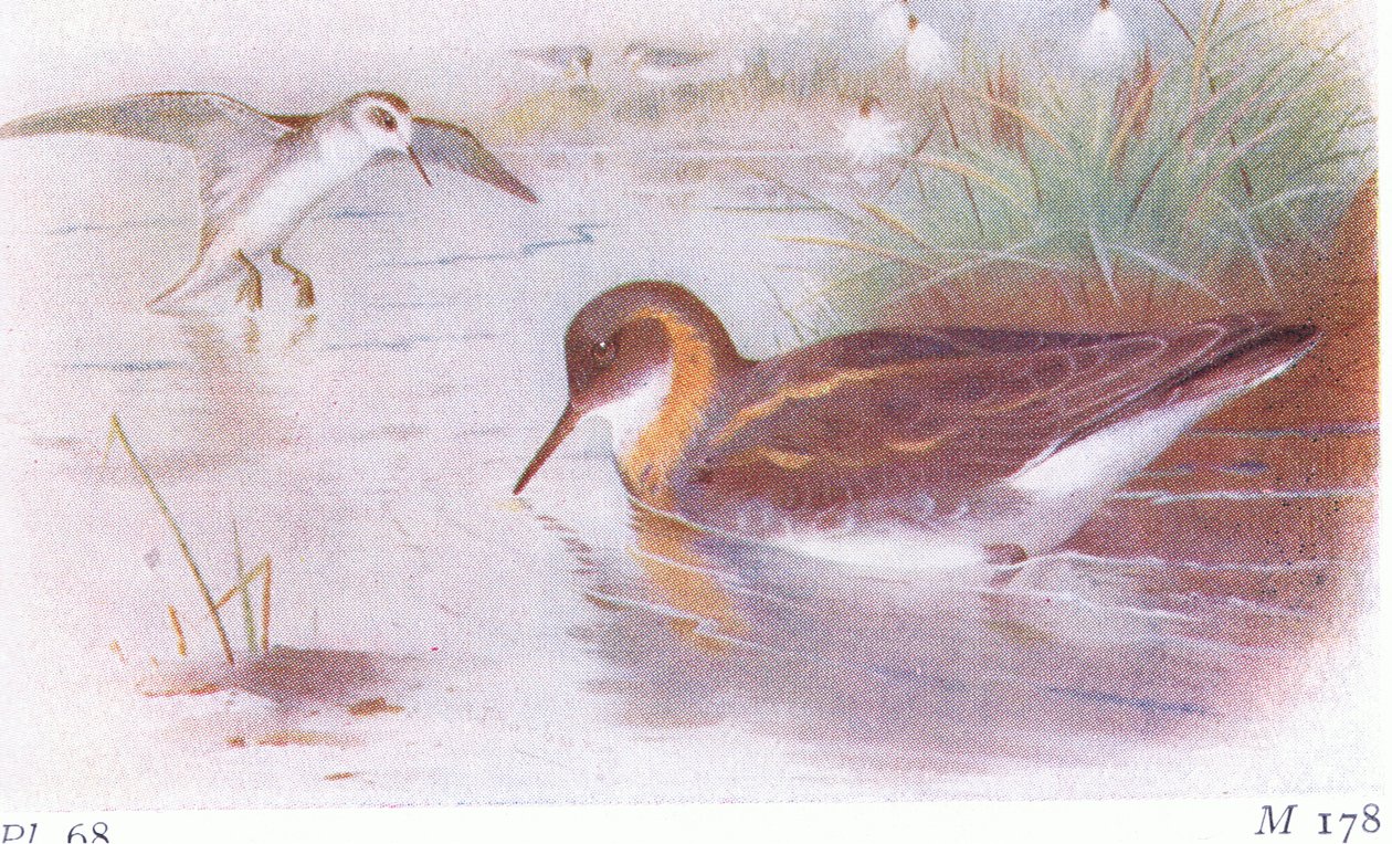 Red Necked Phalarope (sommar och höst), från Birds of the British Isles and Their Eggs publicerad av Frederick Warne & Co Ltd, 1958 av Archibald Thorburn