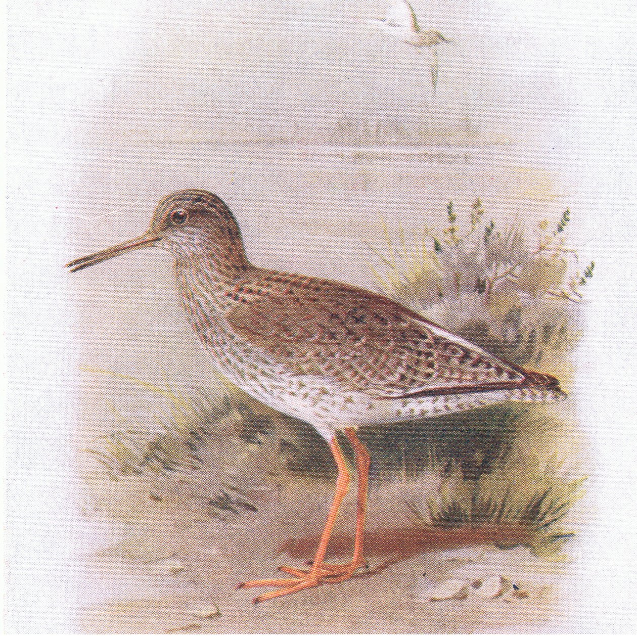 Redshank, från Birds of the British Isles and Their Eggs publicerad av Frederick Warne & Co Ltd, 1958 av Archibald Thorburn