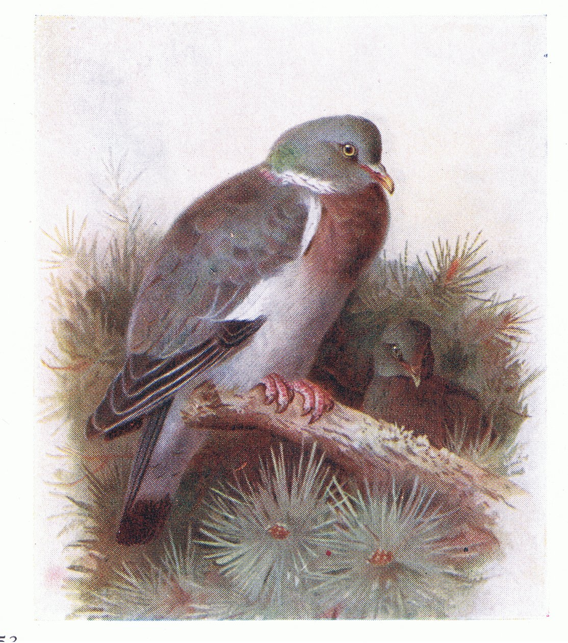 Ring Dove, från Birds of the British Isles and Their Eggs publicerad av Frederick Warne & Co Ltd, 1958 av Archibald Thorburn