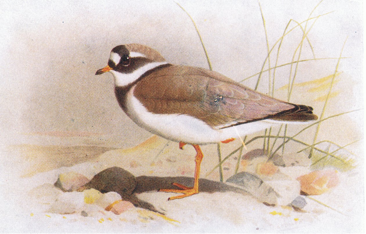 Ringed Plover, från Birds of the British Isles and Their Eggs publicerad av Frederick Warne & Co Ltd, 1958 av Archibald Thorburn