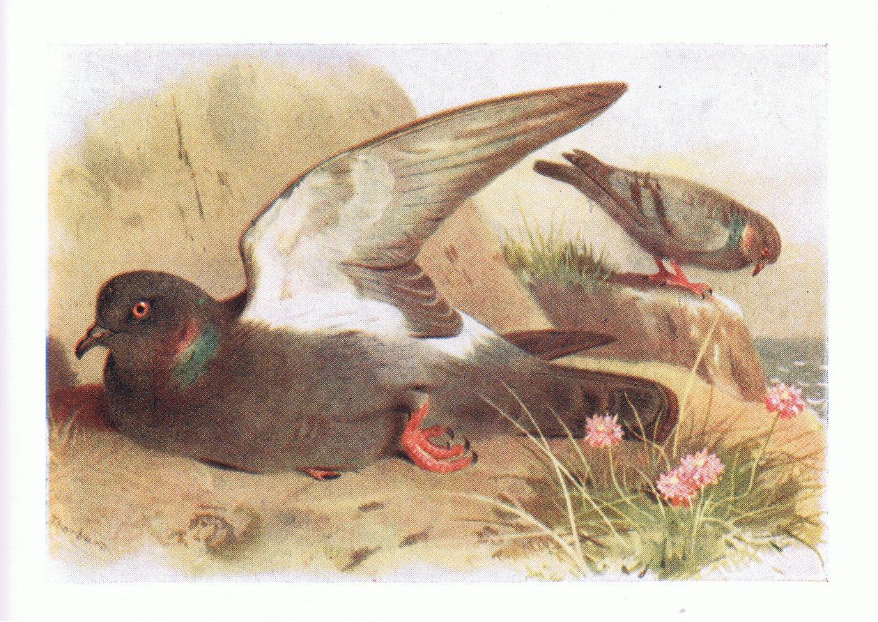 Rock Dove, från Birds of the British Isles and Their Eggs publicerad av Frederick Warne & Co Ltd, 1958 av Archibald Thorburn