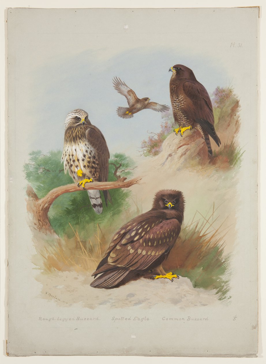 Råvråk, fläckig örn och ormvråk, ca 1915 (akvarell & kroppsfärg med gummi arabicum över penna ombord) av Archibald Thorburn