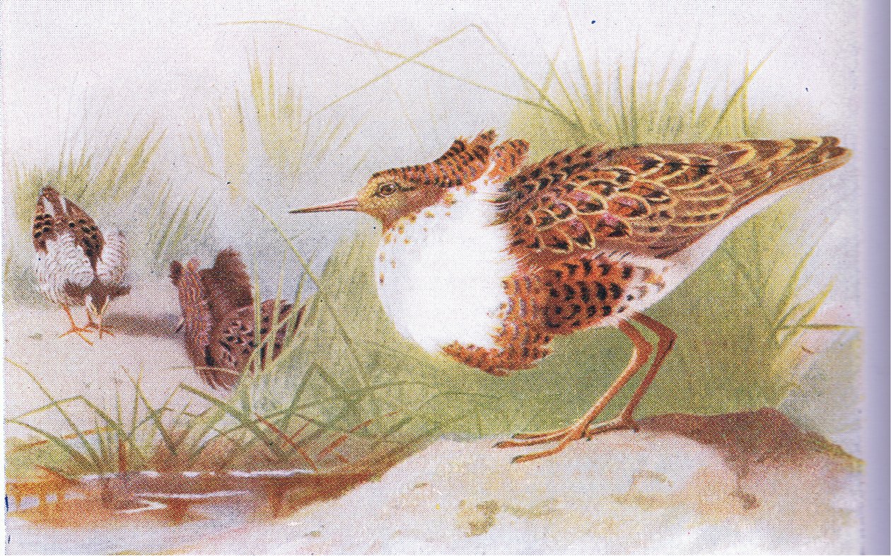 Ruffs and Reeves, från Birds of the British Isles and Their Eggs publicerade av Frederick Warne & Co Ltd, 1958 av Archibald Thorburn