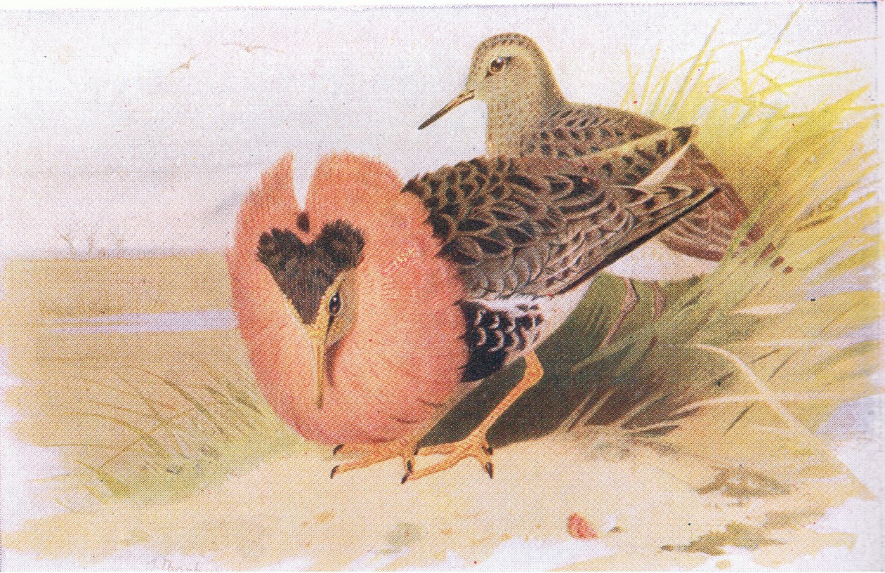 Ruffs and Reeves, från Birds of the British Isles and Their Eggs publicerade av Frederick Warne & Co Ltd, 1958 av Archibald Thorburn
