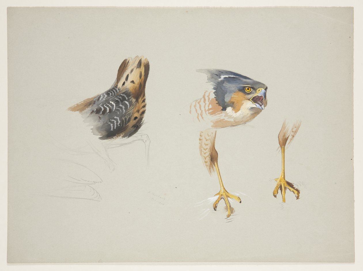 Rump av vadare och huvud och ben av sparvhök, ca 1915 (akvarell & kroppsfärg över penna på papper) av Archibald Thorburn