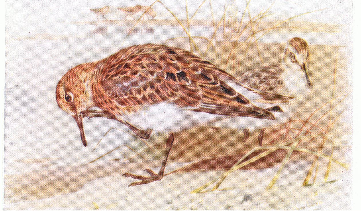 Sanderling, från Birds of the British Isles and Their Eggs publicerad av Frederick Warne & Co Ltd, 1958 av Archibald Thorburn