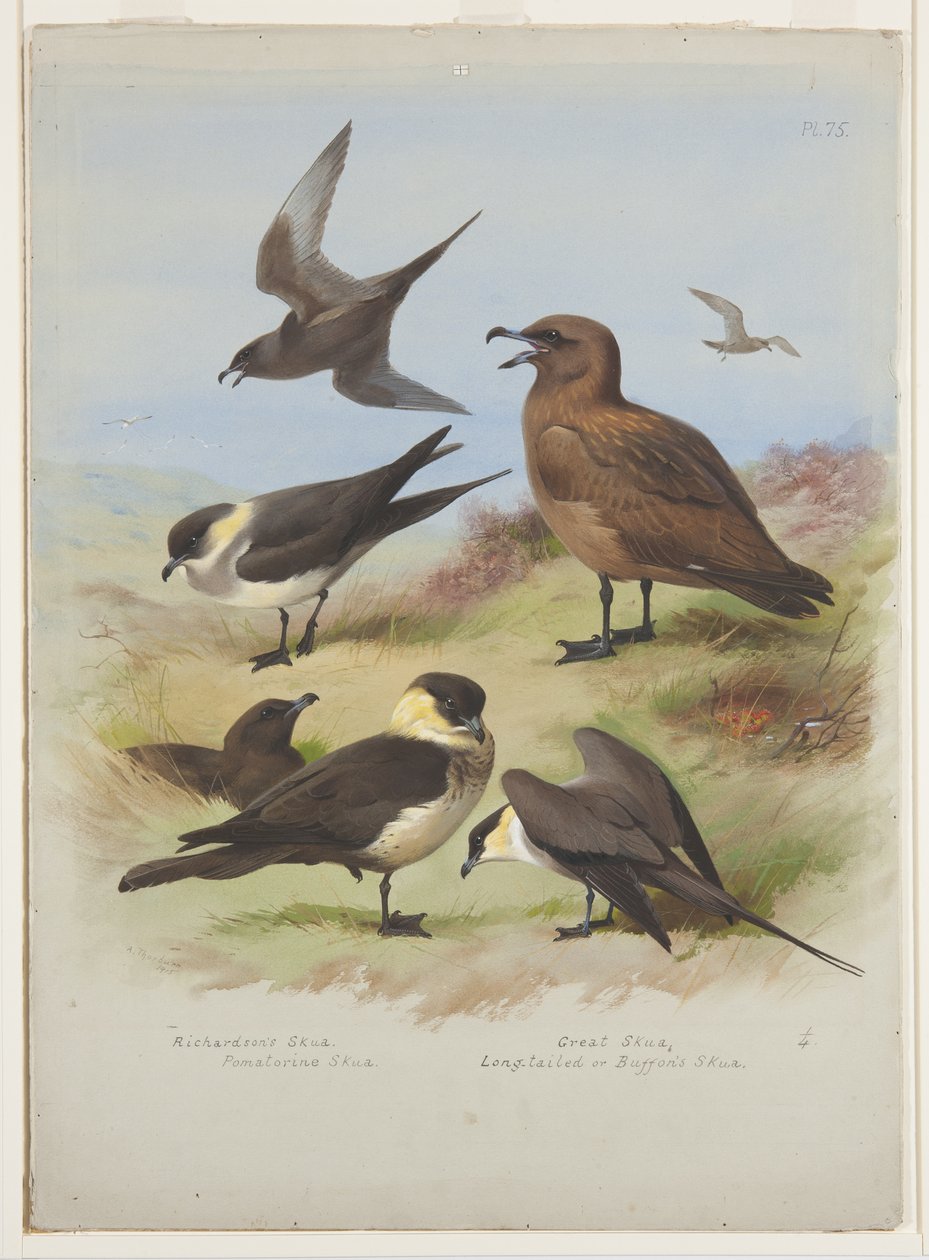 Skuas, ca 1915 (akvarell & kroppsfärg över penna på papper) av Archibald Thorburn