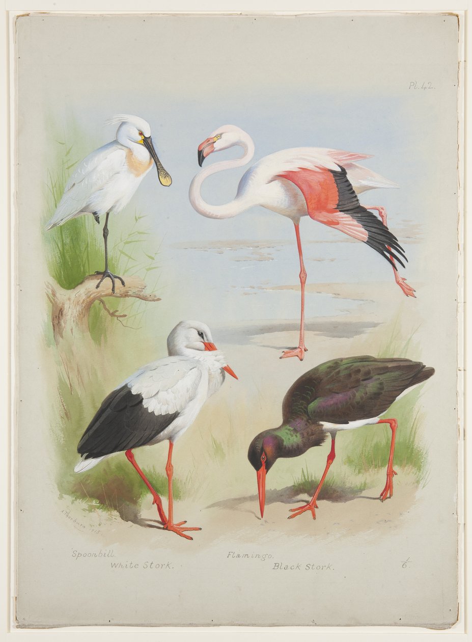 Skednäbb, flamingo och storke, ca 1915 (akvarell & kroppsfärg över penna på papper) av Archibald Thorburn