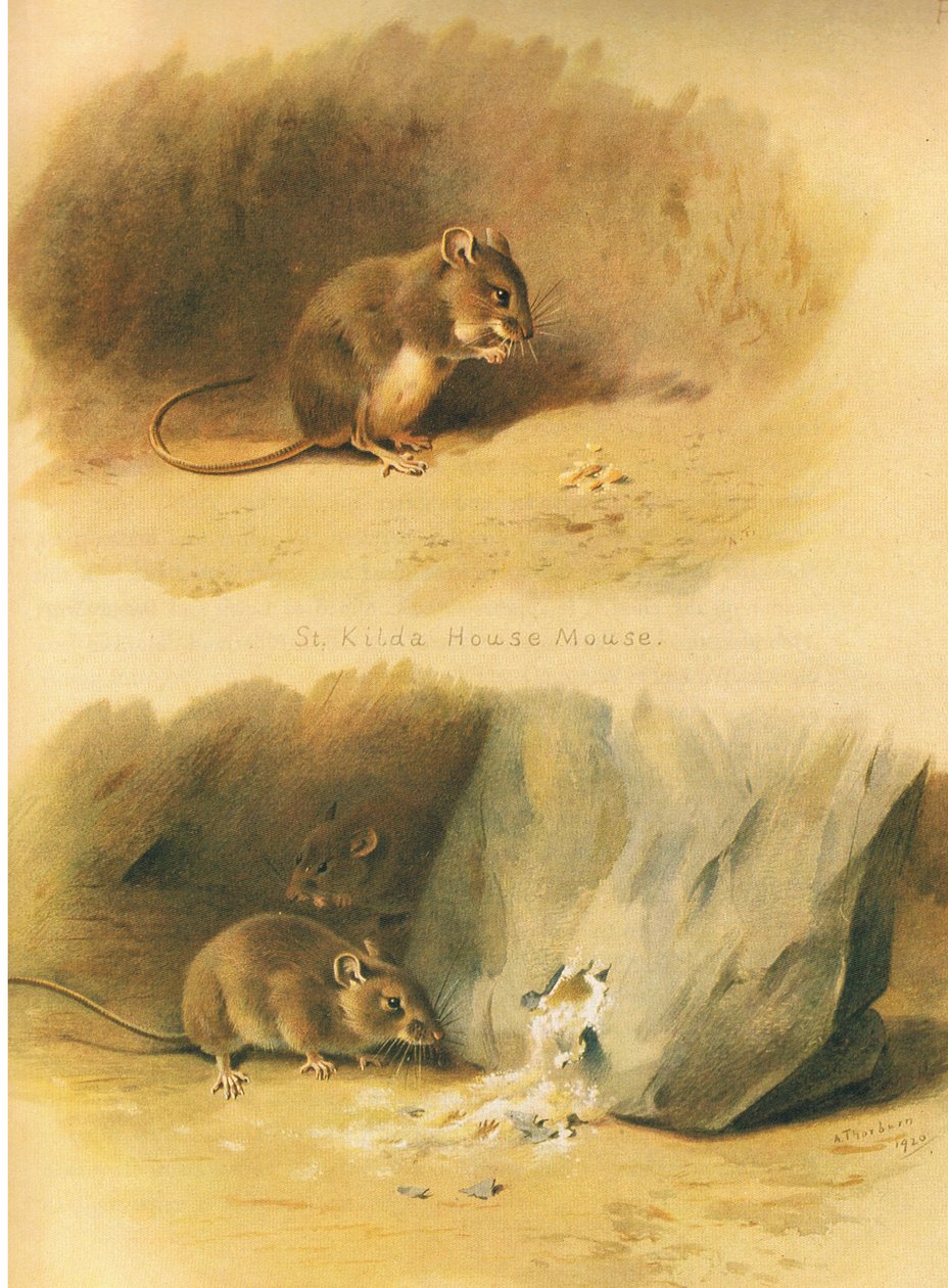 St Kilda House Mouse and Common Mouse, från Thorburns Mammals publicerad av Longmans and Co, ca. 1920 av Archibald Thorburn