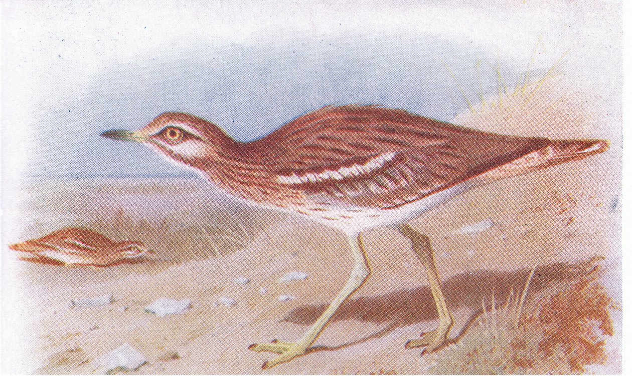 Stone Curlew, från Birds of the British Isles and Their Eggs publicerad av Frederick Warne & Co Ltd, 1958 av Archibald Thorburn