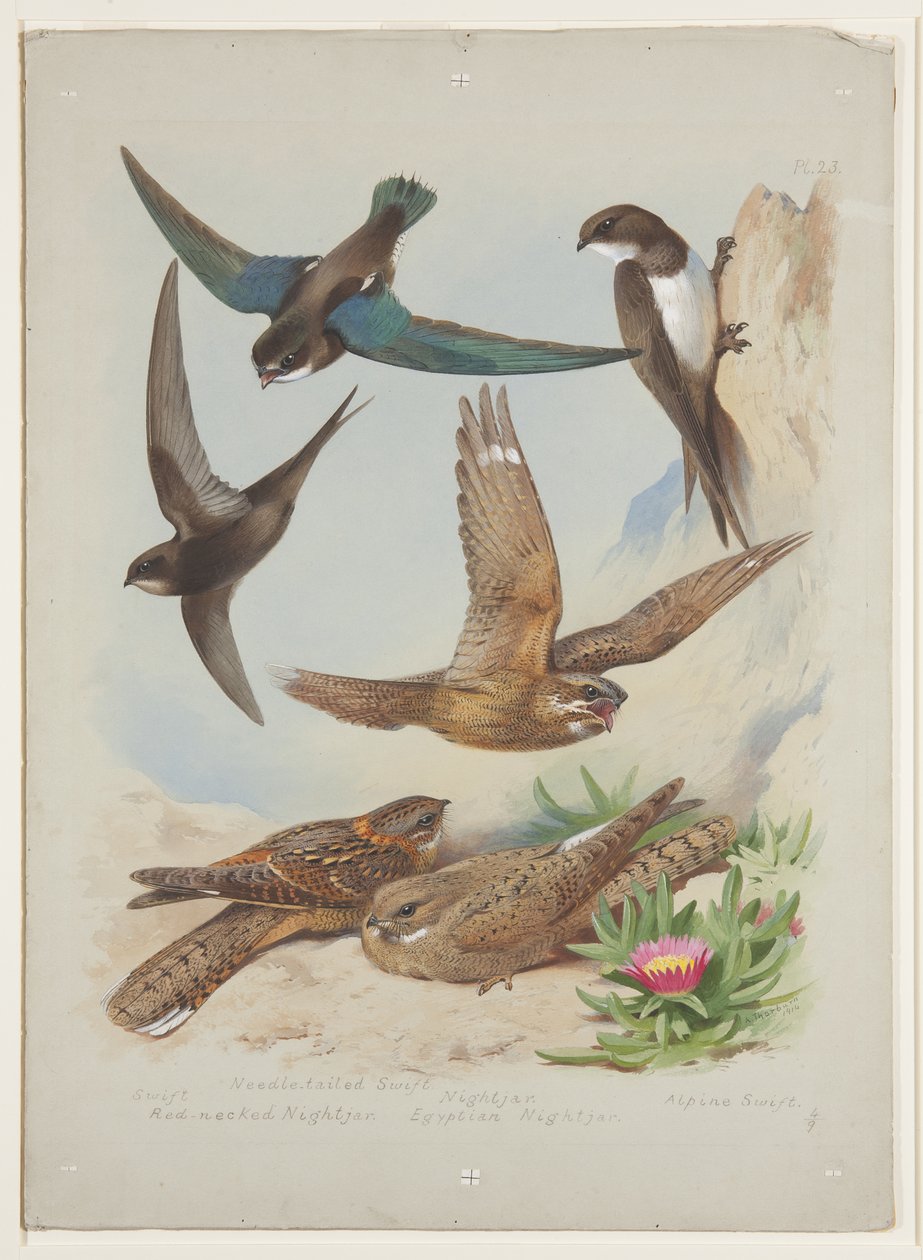 Swift, ca 1915 (akvarell & kroppsfärg över penna på papper) av Archibald Thorburn