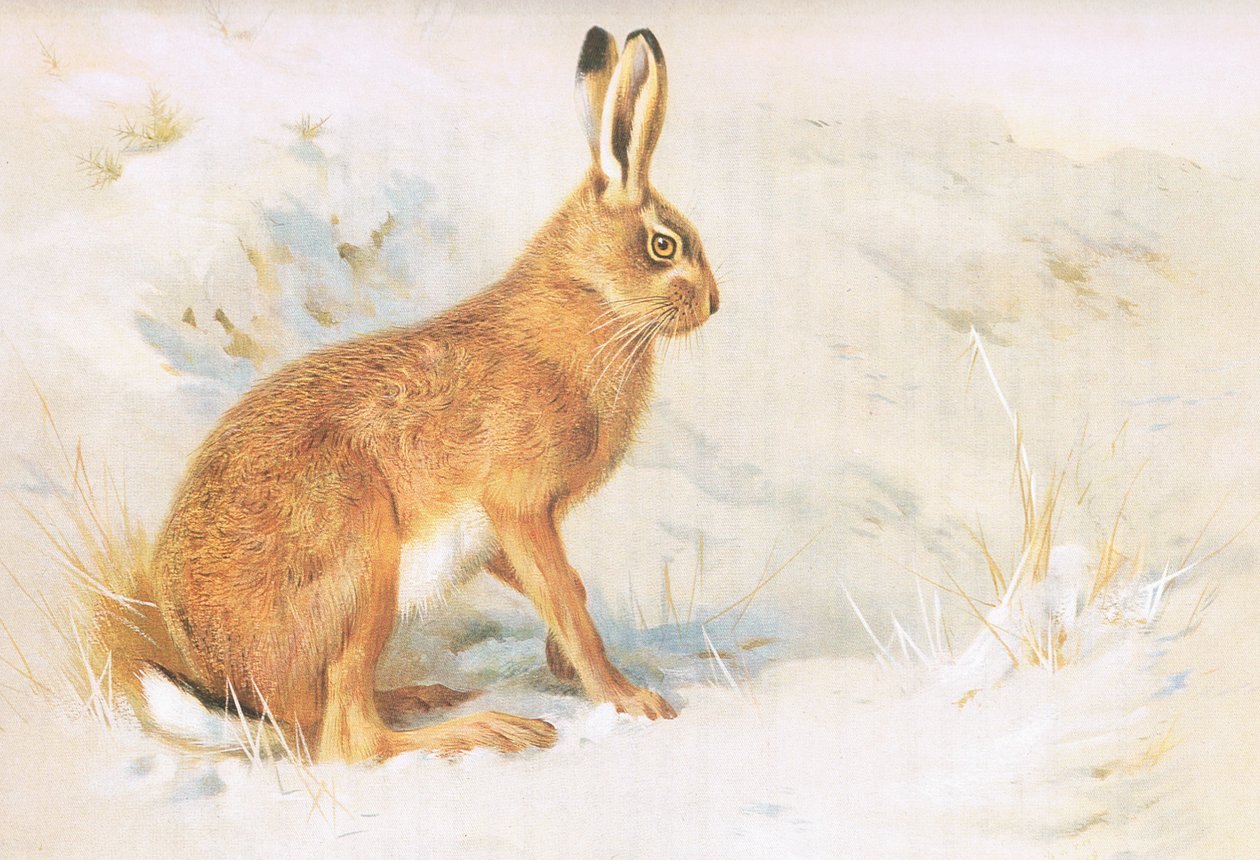 The Common Hare, från Thorburns Mammals publicerad av Longmans och Co, ca. 1920 av Archibald Thorburn