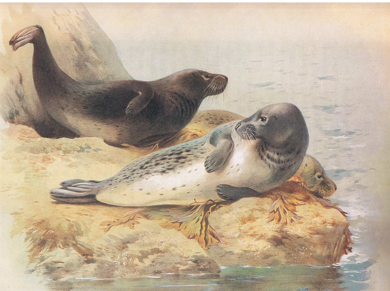 The Grey Seal, från Thorburns Mammals publicerad av Longmans and Co, ca. 1920 av Archibald Thorburn