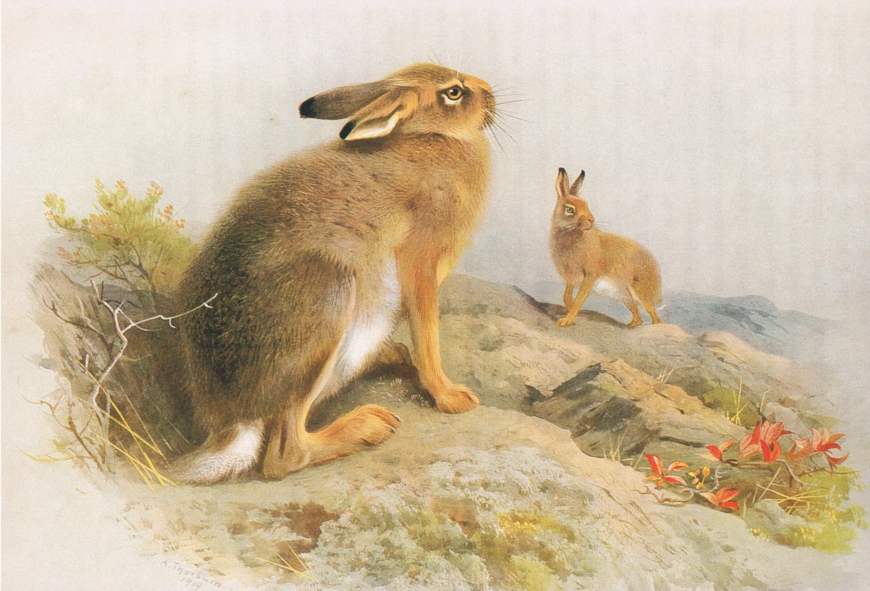 The Mountain Hare and the Irish Hare på hösten, från Thorburns Mammals publicerad av Longmans and Co, ca. 1920 av Archibald Thorburn