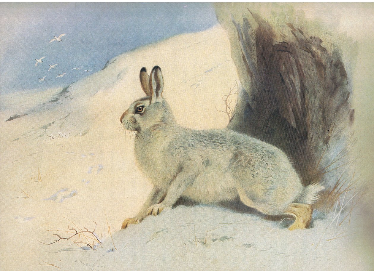 The Mountain Hare in winter, från Thorburns Mammals publicerad av Longmans and Co, ca. 1920 av Archibald Thorburn