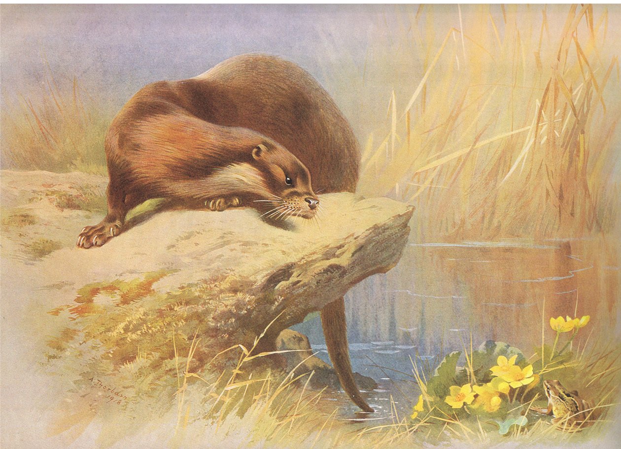 The Otter, från Thorburn