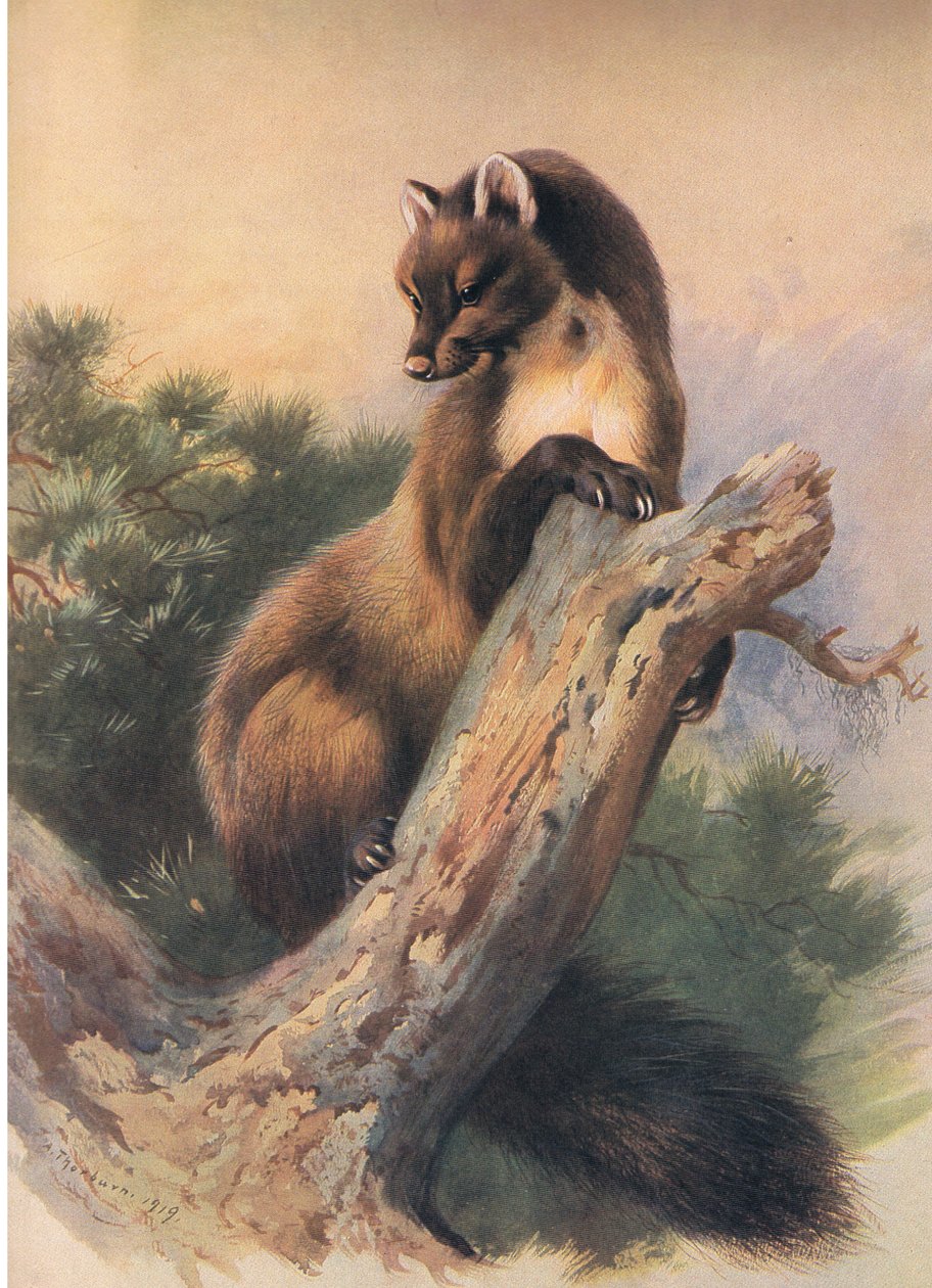 The Pine Marten, från Thorburns Mammals publicerad av Longmans och Co, ca. 1920 av Archibald Thorburn