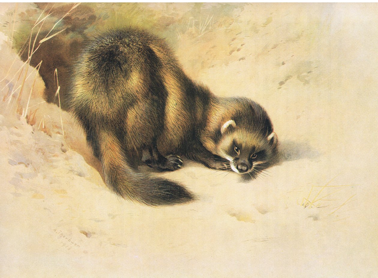 The Polecat, från Thorburn