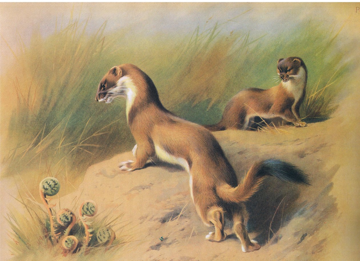 The Stoat, från Thorburns Mammals publicerad av Longmans and Co, ca. 1920 av Archibald Thorburn