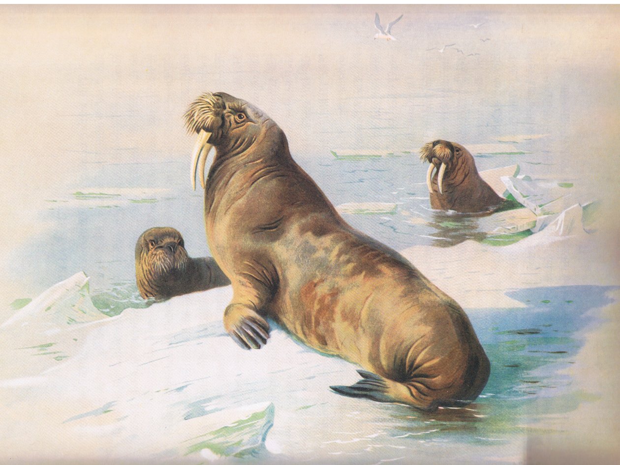 The Walrus, från Thorburns Mammals publicerad av Longmans och Co, ca. 1920 av Archibald Thorburn
