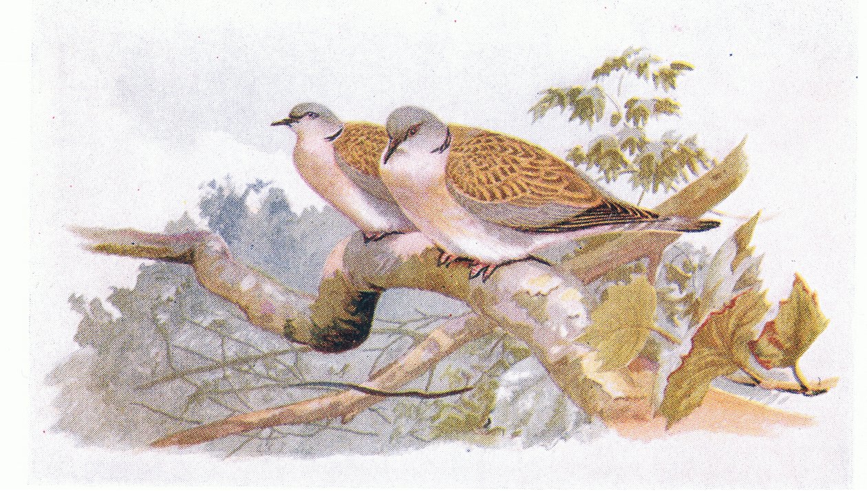 Turtle Dove, från Birds of the British Isles and Their Eggs publicerad av Frederick Warne & Co Ltd, 1958 av Archibald Thorburn