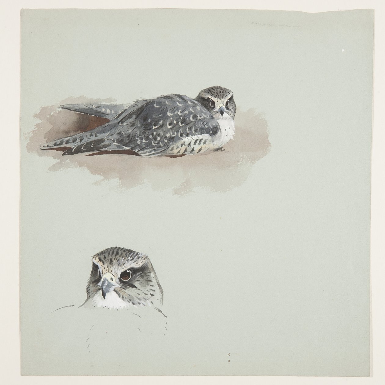Två färgskisser av merlin, ca 1915 (akvarell & kroppsfärg över penna på papper) av Archibald Thorburn
