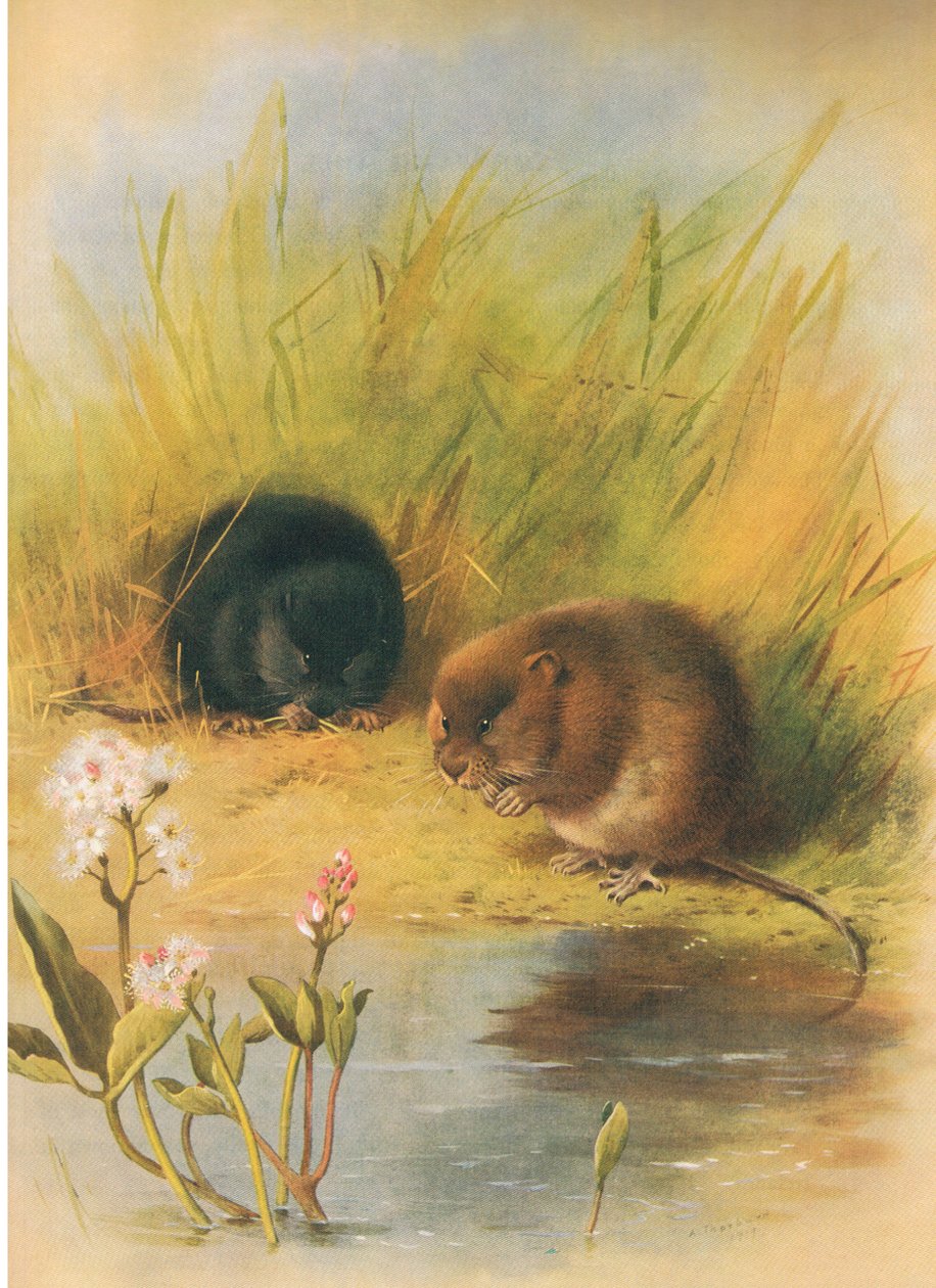 Vattensork, från Thorburn