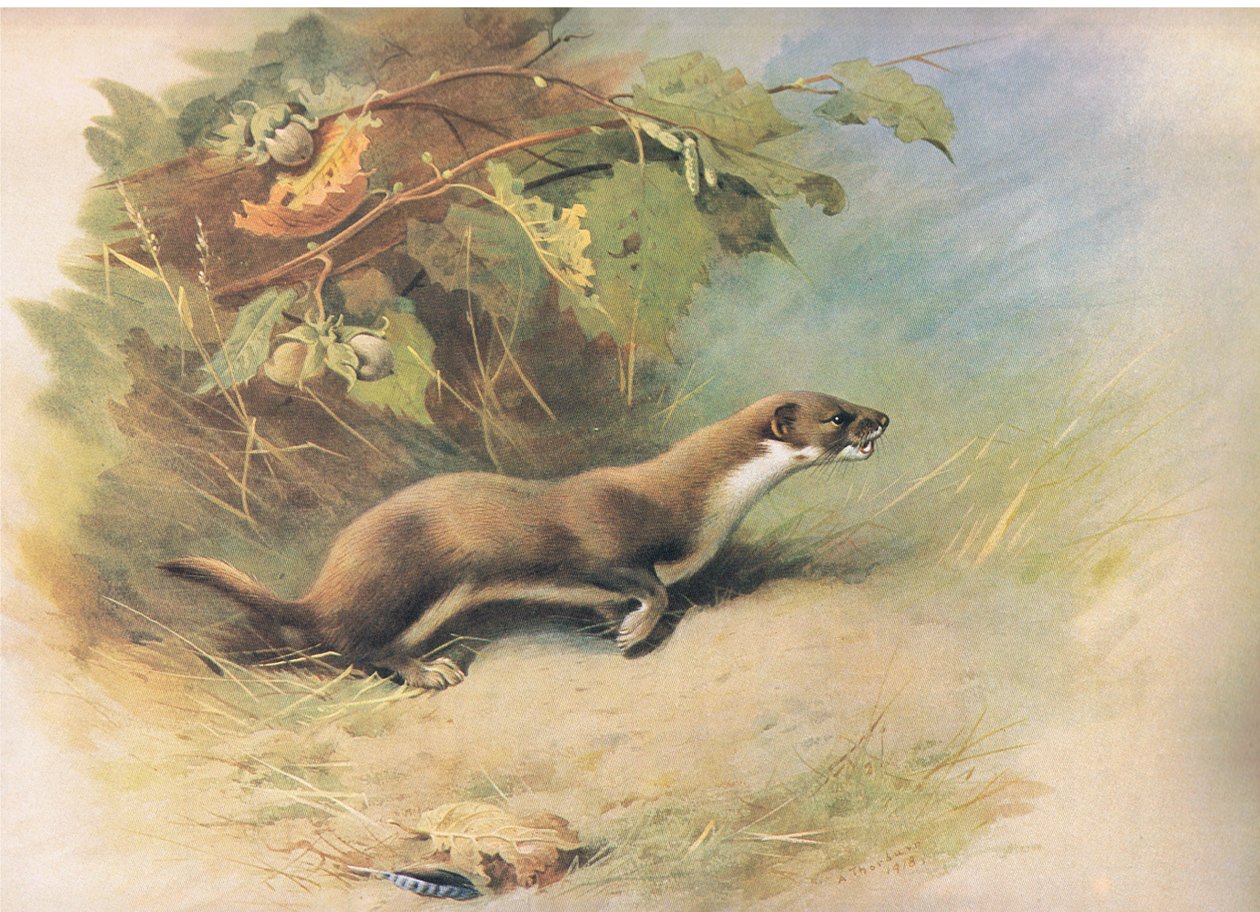 Weasel, från Thorburns Mammals publicerad av Longmans and Co, ca. 1920 av Archibald Thorburn
