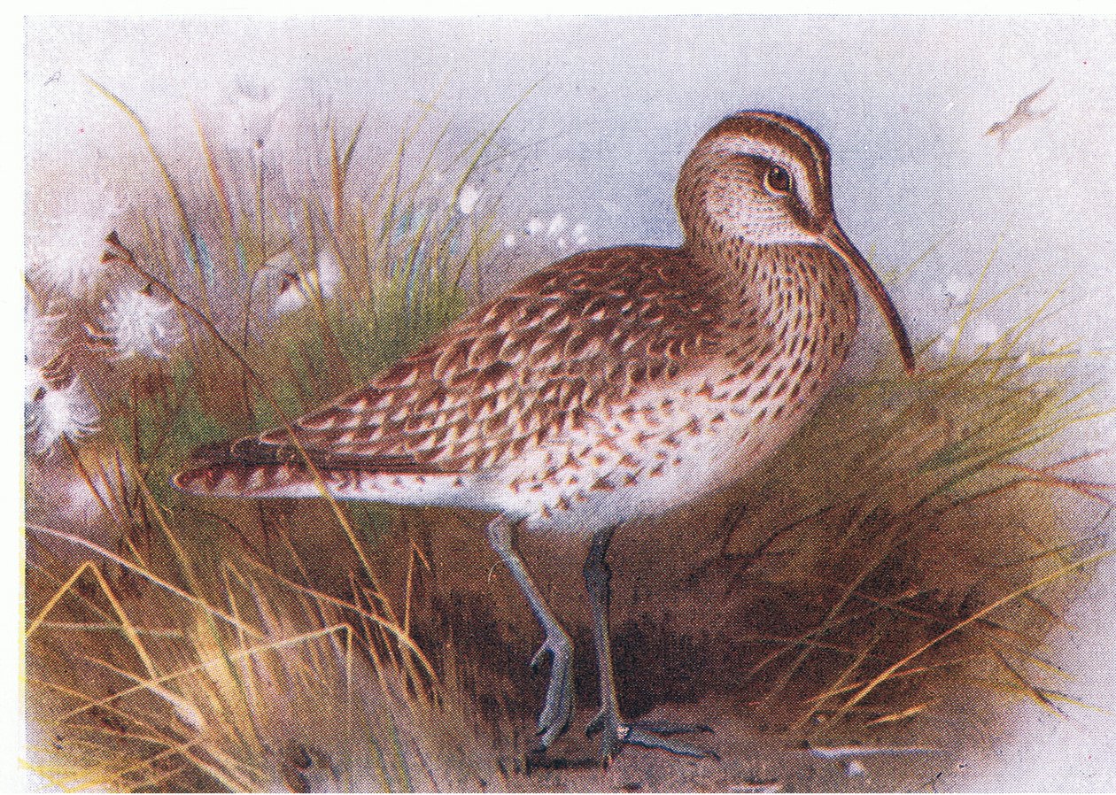 Whimbrel, från Birds of the British Isles and Their Eggs publicerad av Frederick Warne & Co Ltd, 1958 av Archibald Thorburn