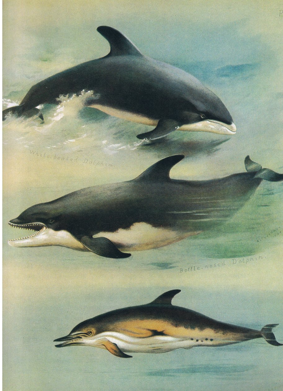 Vitnäbbdelfin, flaskdelfin och vanlig delfin, från Thorburn
