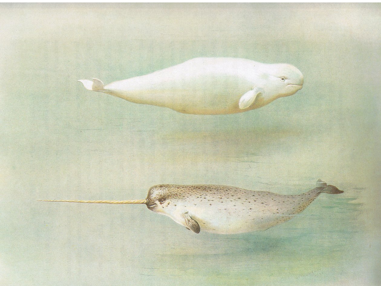 White Whale and Narwhal, från Thorburns Mammals publicerad av Longmans and Co, ca. 1920 av Archibald Thorburn