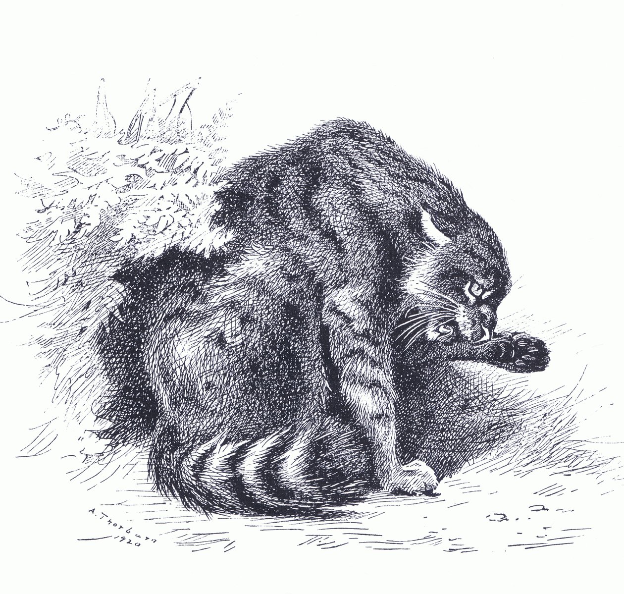 Wild Cat, från Thorburn