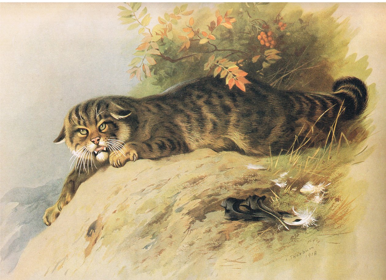 Wild Cat, från Thorburns Mammals publicerad av Longmans and Co, ca. 1920 av Archibald Thorburn