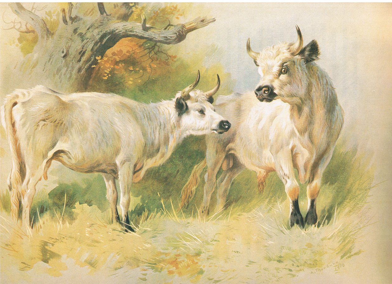 Vild boskap av Archibald Thorburn