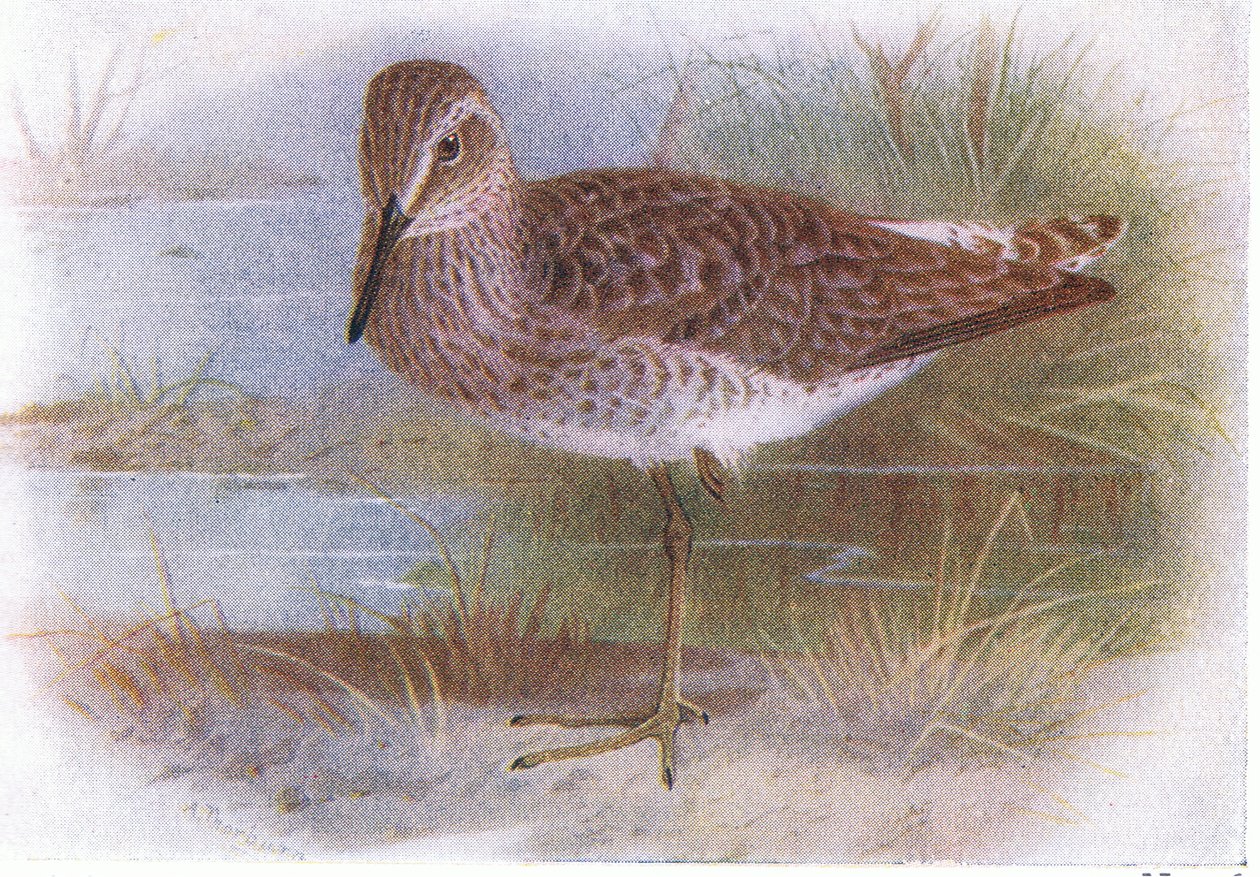 Wood Sandpiper, från Birds of the British Isles and Their Eggs publicerad av Frederick Warne & Co Ltd, 1958 av Archibald Thorburn
