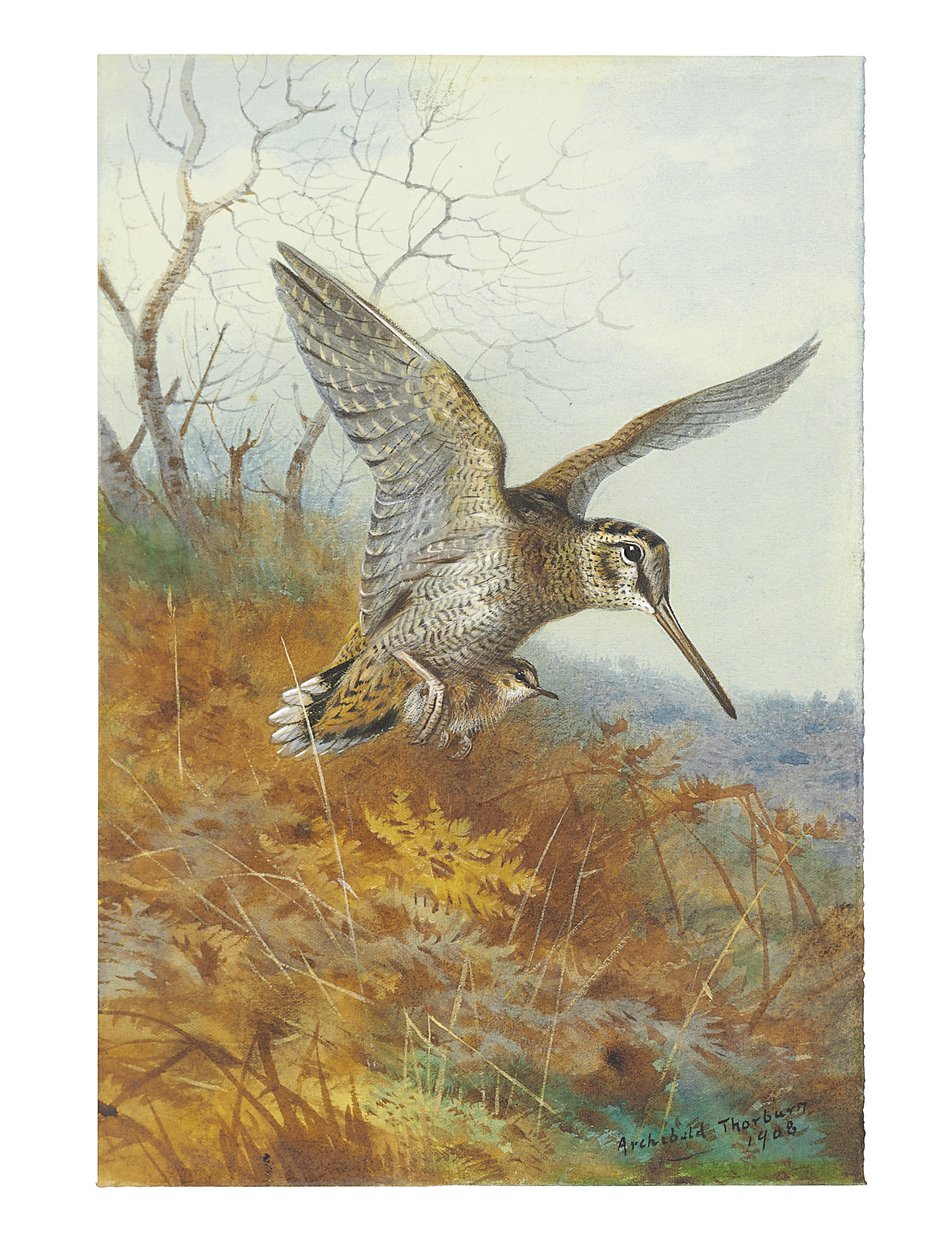 Woodcock och Young av Archibald Thorburn