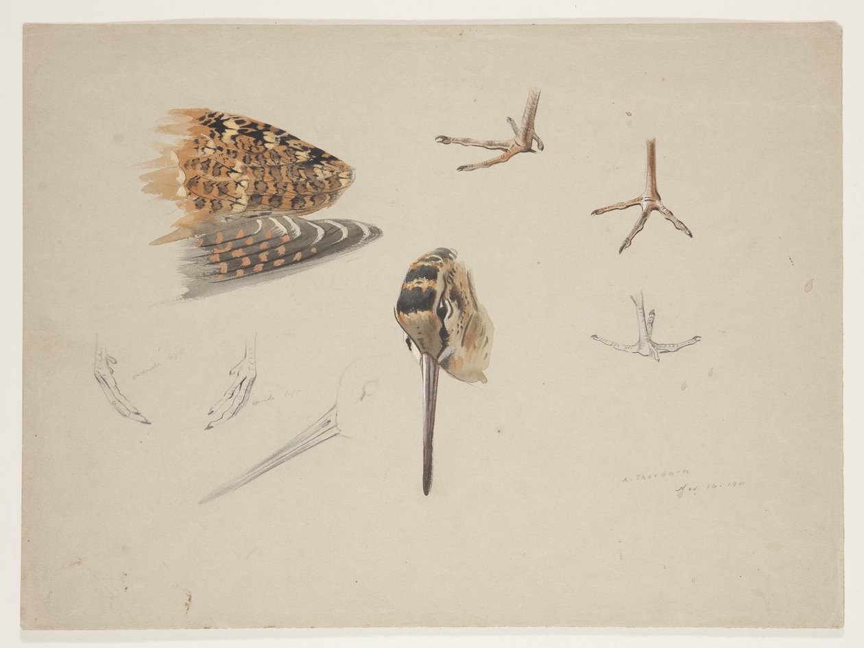 Woodcock näbb, fötter och vinge, ca 1915 (akvarell & kroppsfärg över penna på papper) av Archibald Thorburn