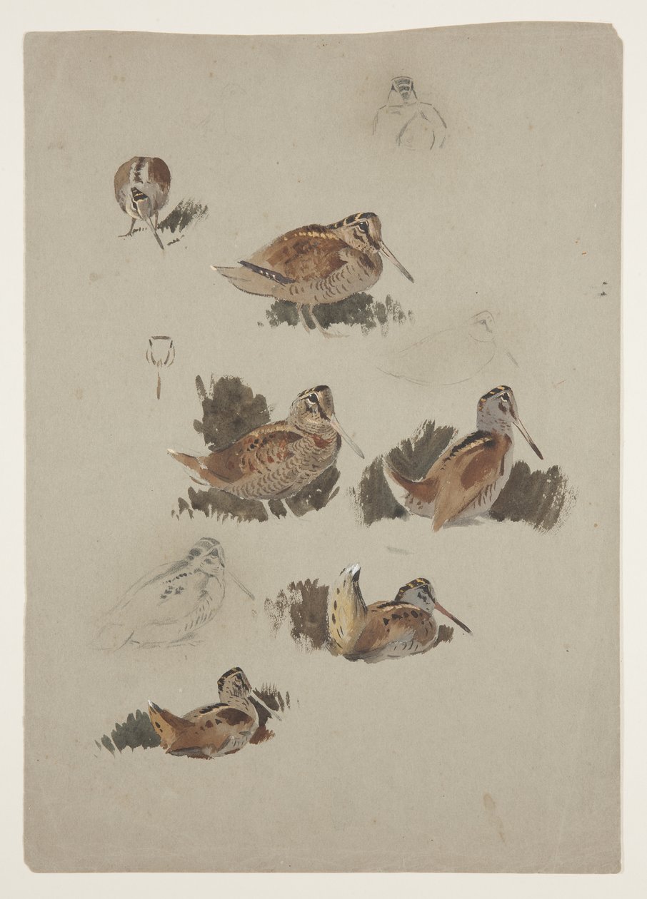 Woodcock, ca 1915 (akvarell & kroppsfärg över penna på papper) av Archibald Thorburn