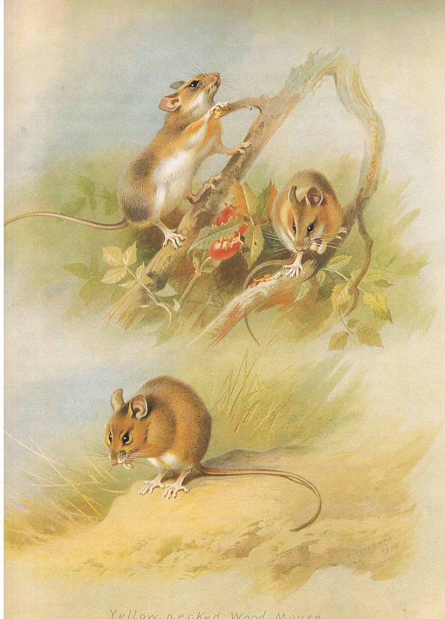 Yellow Necked Mouse and St Kilda Woodmouse, från Thorburn