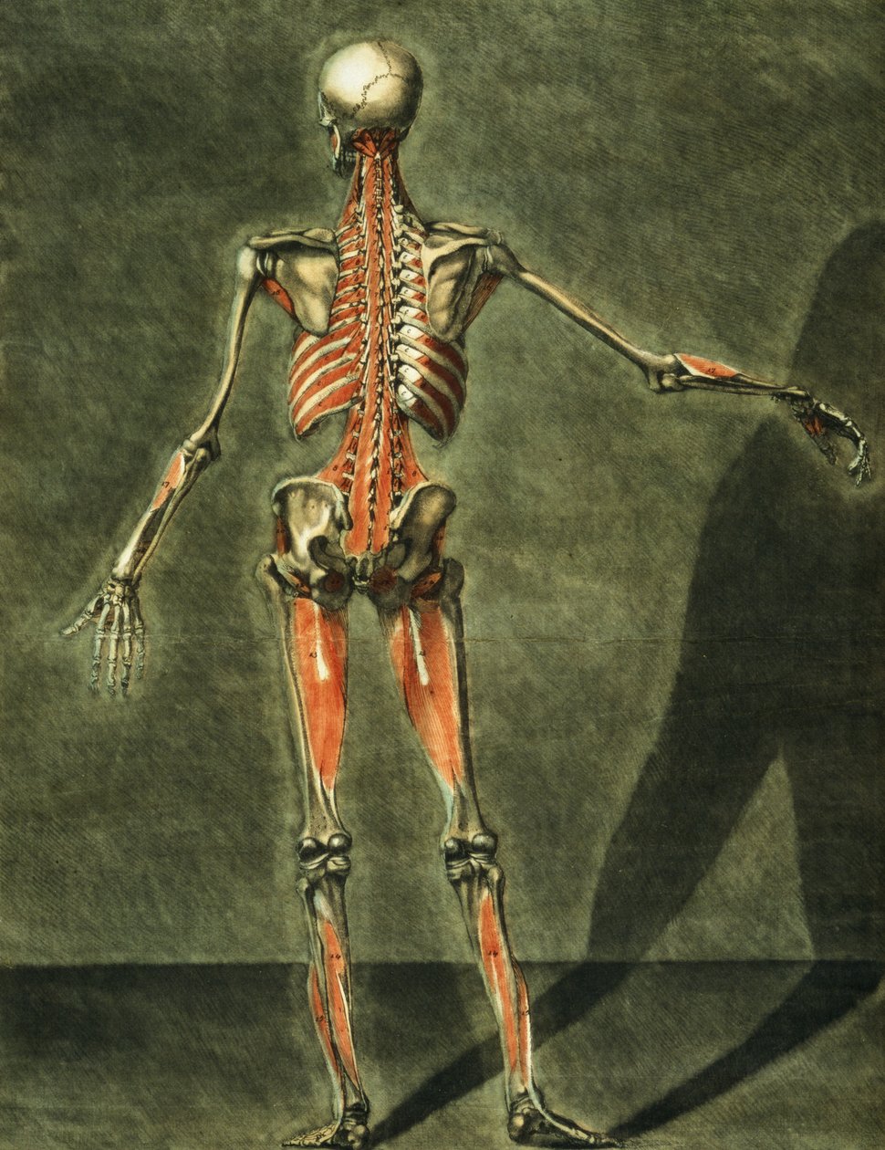 Deep Muscular System of the Back of the Body, plansch 10 i en komplett anatomikurs med text av Jadelot, graverad av konstnären, pub. 1773 (mezzotint) av Arnauld Eloi Gautier D