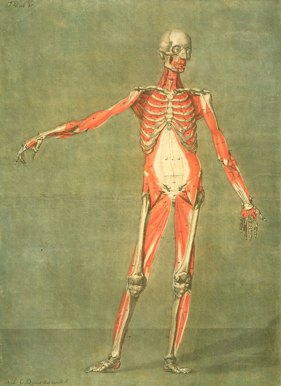 Den djupare muskulaturen på kroppens framsida, tavla 5 från en komplett anatomikurs med text av Jadelot, graverad av konstnären, förlag. 1773 (mezzotint) av Arnauld Eloi Gautier D