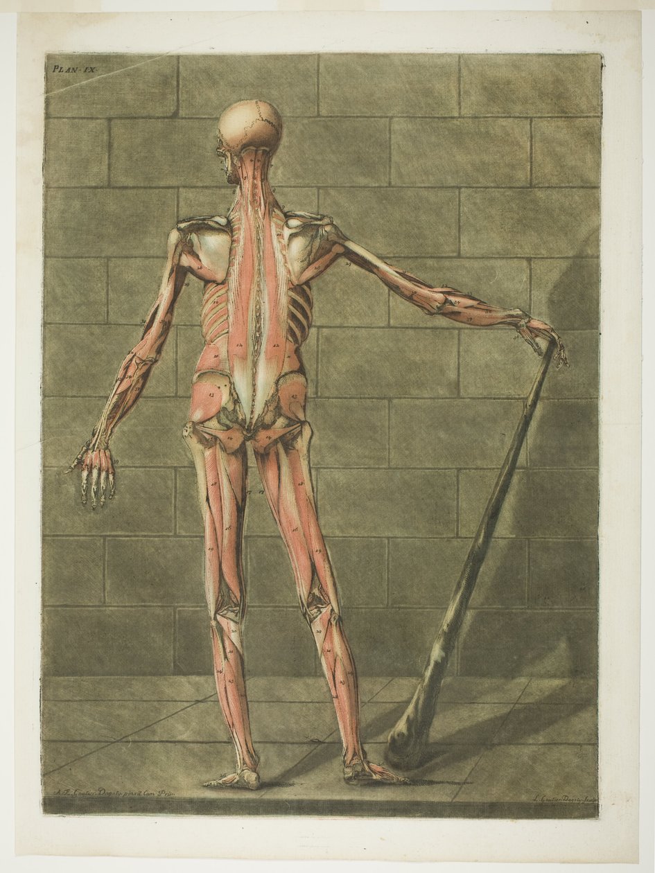 Bakre vy av muskelmannen, plansch nio från Complete Anatomy Course av Arnauld Eloi Gautier D