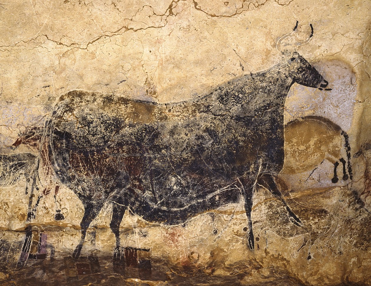 Svart ko. Grottmålning av Lascaux, ca 16.000-15.000 f.Kr. av Art of the Upper Paleolithic.