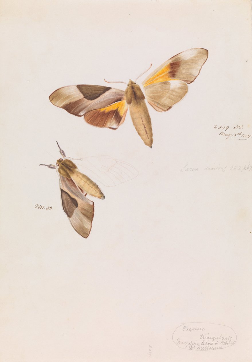 Dubbelsidig Hawk Moth, Coequosa triangularis av Arthur Bartholomew