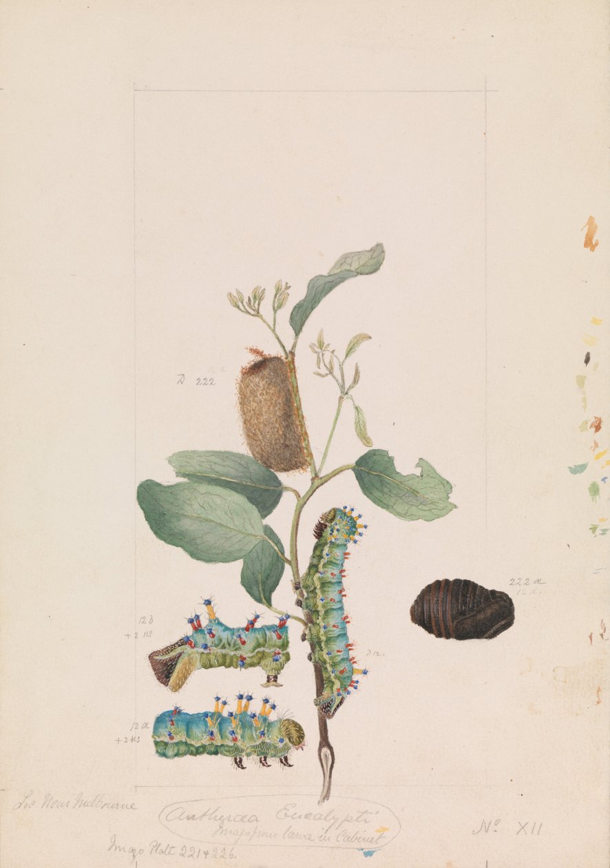 Kejsare Gum Moth, Opodiphthera eucalypti av Arthur Bartholomew