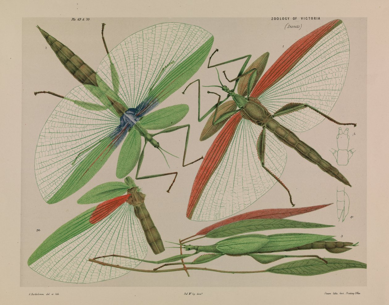Röd axelpinne, Tropidoderus rhodomus av Arthur Bartholomew
