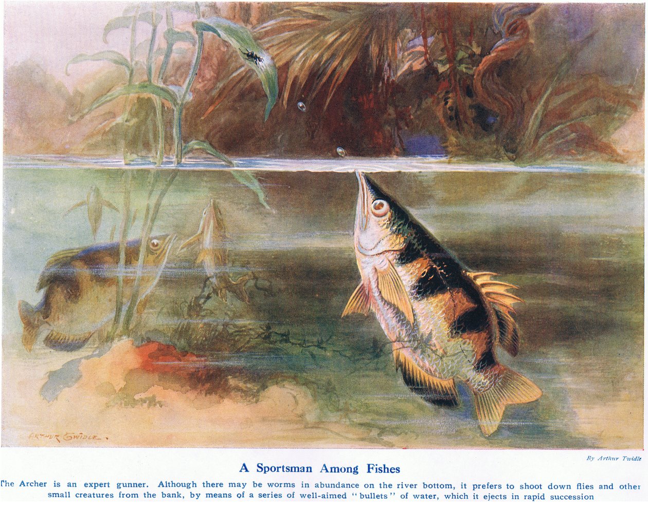 A Sportsman Among Fish, illustration från "Wonders of Land and Sea", publicerad av Cassell, London, 1914 av Arthur Twidle