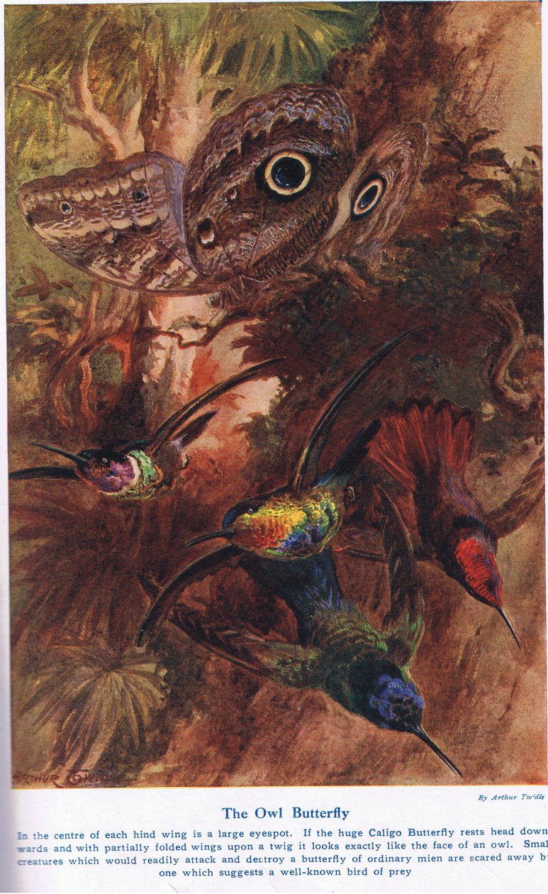 Ugglefjärilen, illustration från "Wonders of Land and Sea", utgiven av Cassell, London, 1914. av Arthur Twidle