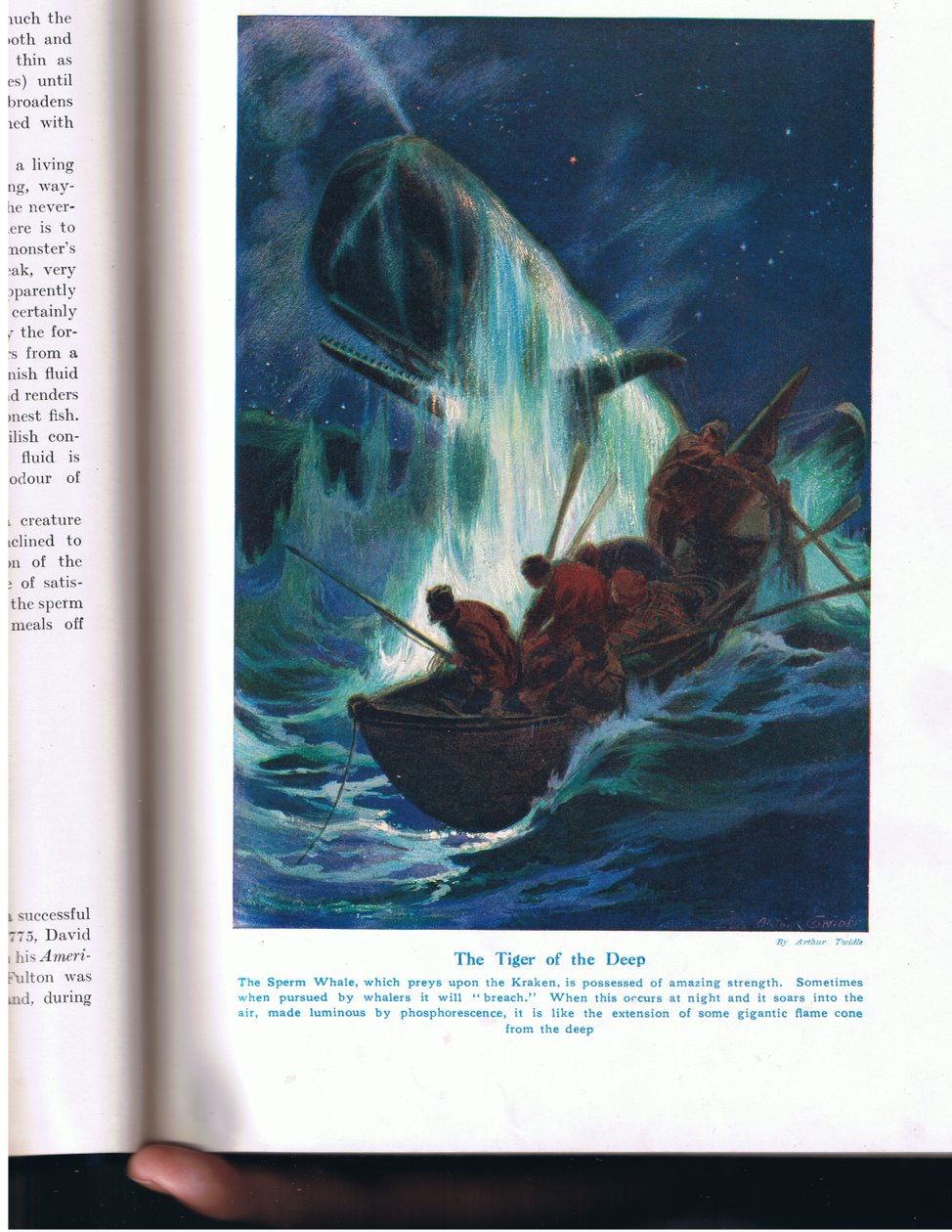 The Tiger of the Deep, illustration från "Wonders of Land and Sea", publicerad av Cassell, London, 1914 av Arthur Twidle