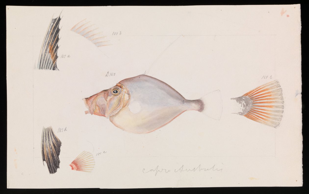 Silver Dory, Cyttus australis av Arthur Bartholomew